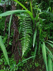 Asplenium truncatum