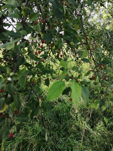 Malus baccata