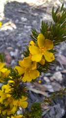 Hibbertia hemignosta