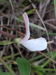 Tephrosia florida