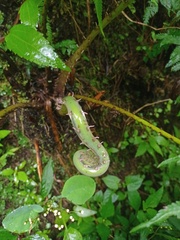 Pneumatopteris callosa