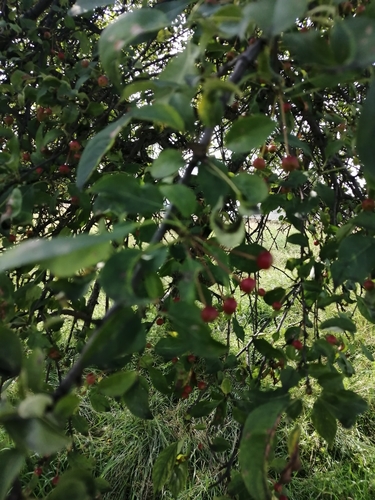 Malus baccata