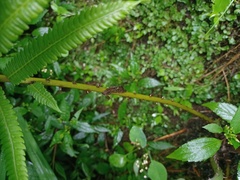 Pneumatopteris callosa