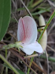 Tephrosia florida
