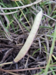 Tephrosia florida