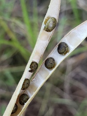 Tephrosia florida