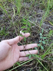 Tephrosia florida