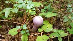 Cortinarius camphoratus