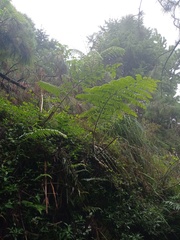 Sphaeropteris tomentosa