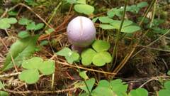Cortinarius camphoratus