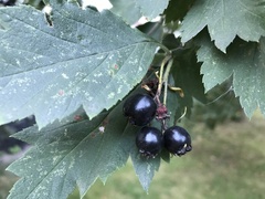 Crataegus chlorosarca