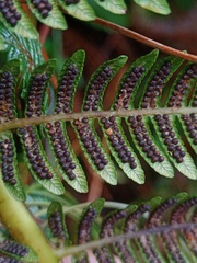 Sphaeropteris tomentosa