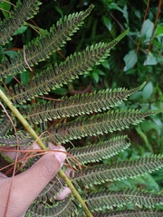 Sphaeropteris tomentosa