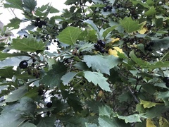 Crataegus chlorosarca