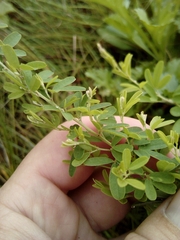 Lespedeza juncea
