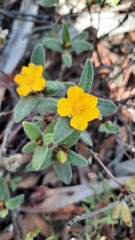 Hibbertia commutata