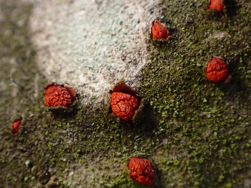 Representative image of Diaporthales