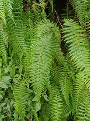 Amauropelta beddomei