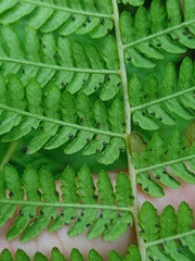 Amauropelta beddomei