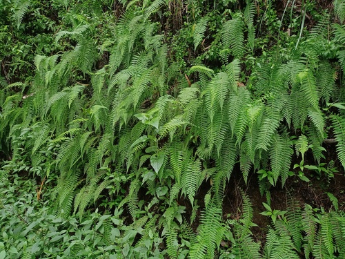 Thelypteris beddomei iNat (2)