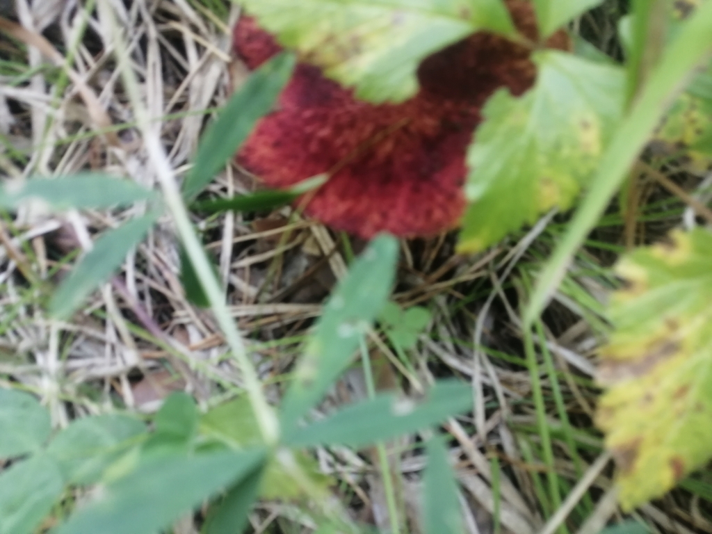 Suillus asiaticus · August 2022 · photo: © ro_ko (iNaturalist, cc-by)