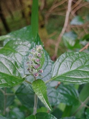 Scutellaria discolor