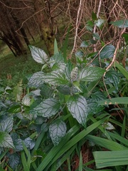 Scutellaria discolor