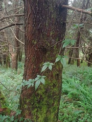 Gynostemma pentaphyllum