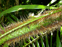 Calamus radicalis