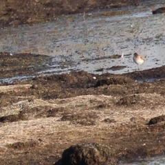 Calidris minuta