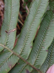 Cranfillia vulcanica