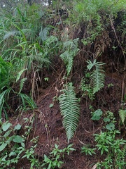 Cranfillia vulcanica