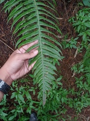 Cranfillia vulcanica