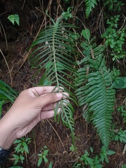 Cranfillia vulcanica