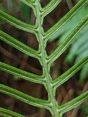 Cranfillia vulcanica