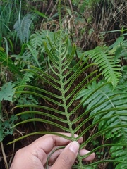 Cranfillia vulcanica