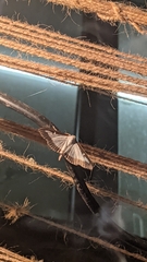 Cydalima perspectalis