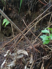 Cranfillia vulcanica