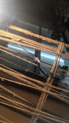 Cydalima perspectalis