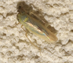 Macrosteles quadrilineatus