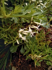 Silene foliosa