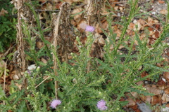 Cirsium creticum