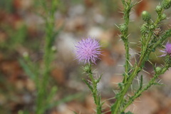 Cirsium creticum