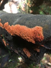 Hypoxylon crocopeplum