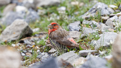 Carpodacus puniceus
