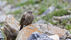 Carpodacus puniceus