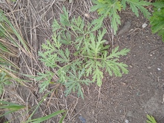 Artemisia sieversiana