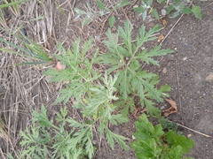 Artemisia sieversiana