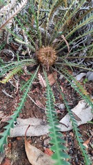 Banksia dallanneyi