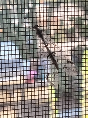 Dendroleon speciosus